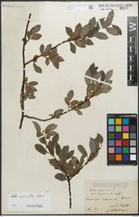 Foto von Salix myrsinifolia Salisb.